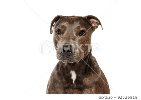 Studio shot of beautiful, purebred dog, american pit bull terrier, posing isolated over white background. Serious look 92526818