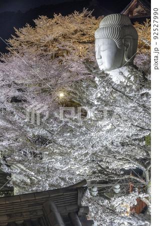 桜大仏 桜大仏 92527990