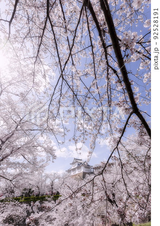 春の津山城 92528191