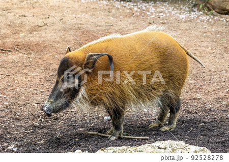 Red river hog, Potamochoerus porcus, also known as the bush pig. Red river hog, Potamochoerus porcus, also known as the bush pig. 92528278