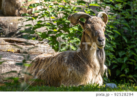 Turkmenian markhor, Capra falconeri heptneri living on the rocks 92528294