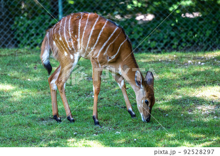Nyala Antelope - Tragelaphus angasii. Wild life animal. Nyala Antelope - Tragelaphus angasii. Wild life animal. 92528297