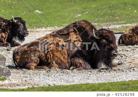 American buffalo known as bison, Bos bison in a german park American buffalo known as bison, Bos bison in a german park 92528298