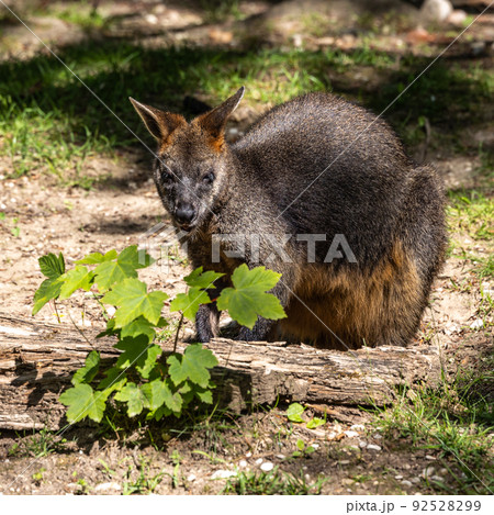 Swamp Wallaby, Wallabia bicolor, is one of the smaller kangaroos 92528299