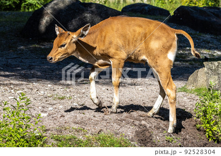 Banteng, Bos javanicus or Red Bull is a type of wild cattle. 92528304