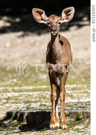 Greater kudu, Tragelaphus strepsiceros is a woodland antelope Greater kudu, Tragelaphus strepsiceros is a woodland antelope 92528305