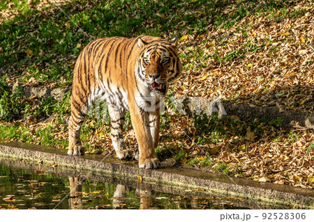 The Siberian tiger,Panthera tigris altaica in the zoo The Siberian tiger,Panthera tigris altaica in the zoo 92528306