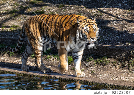 The Siberian tiger,Panthera tigris altaica in a park 92528307