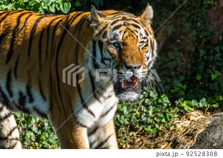 The Siberian tiger,Panthera tigris altaica in a park The Siberian tiger,Panthera tigris altaica in a park 92528308