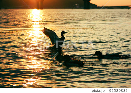 Contrasting silhouette of waterfowl spreading wings. Wild ducks in sunset river. Contrasting silhouette of waterfowl spreading wings. Wild ducks in sunset river. 92529385