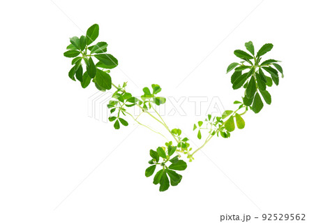 フェネグリーク フェネグリーク 92529562