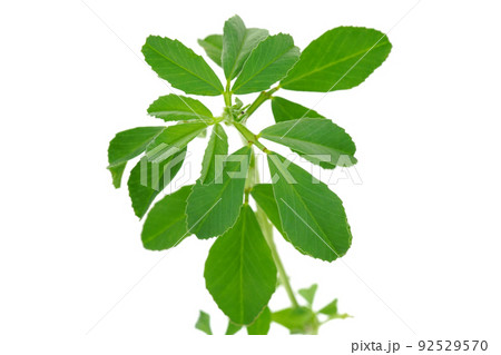 フェネグリーク 92529570