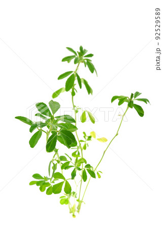 フェネグリーク フェネグリーク 92529589