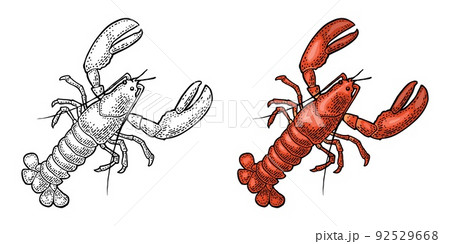 Lobster isolated on white background. Vector color vintage engraving 92529668