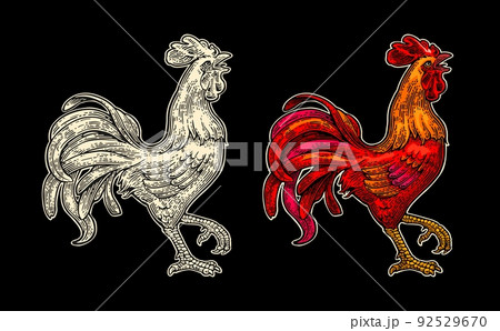 Red fiery rooster. Vintage black vector engraving illustration Red fiery rooster. Vintage black vector engraving illustration 92529670