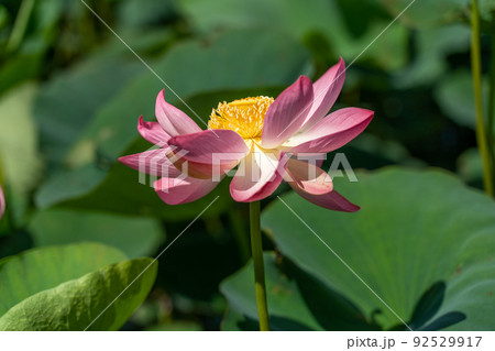 A pink lotus flower sways in the wind. Against the background of their green leaves. Lotus field on the lake in natural environment. A pink lotus flower sways in the wind. Against the background of their green leaves. Lotus field on the lake in natural environment. 92529917