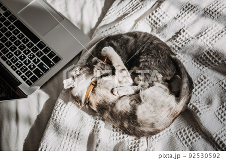 Two happy outbred homeless adopted grey kittens playing near laptop in bed at home in sun light. 92530592