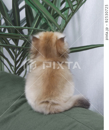 British longhair kitten on white background with green leaves. Golden chinchilla highlander. Cute fluffy kitten . Pets at cozy home. Top view web banner. Funny adorable pets cats. Postcard concept. British longhair kitten on white background with green leaves. Golden chinchilla highlander. Cute fluffy kitten . Pets at cozy home. Top view web banner. Funny adorable pets cats. Postcard concept. 92530725