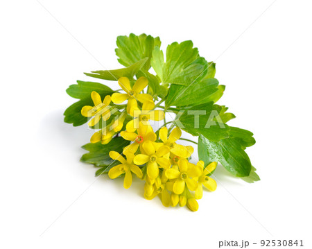 Ribes aureum, golden currant, clove currant, pruterberry and buffalo currant, Ribes odoratum. Isolated 92530841