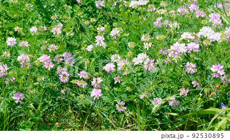 Securigera varia or Coronilla varia, commonly known as crownvetch or purple crown vetch Securigera varia or Coronilla varia, commonly known as crownvetch or purple crown vetch 92530895
