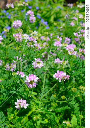 Securigera varia or Coronilla varia, commonly known as crownvetch or purple crown vetch 92530896