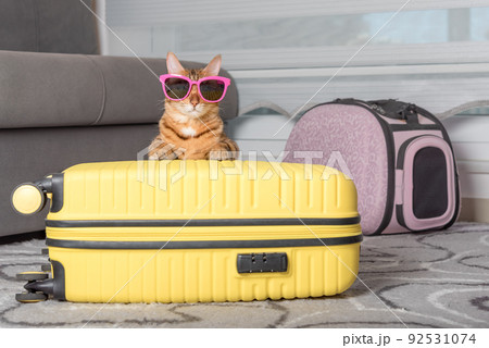 Cute bengal cat, suitcase and pet carrier indoors. 92531074