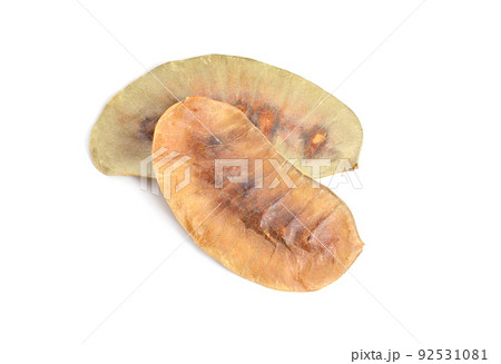 Seed Senna or sennas. Isolated on white background. 92531081