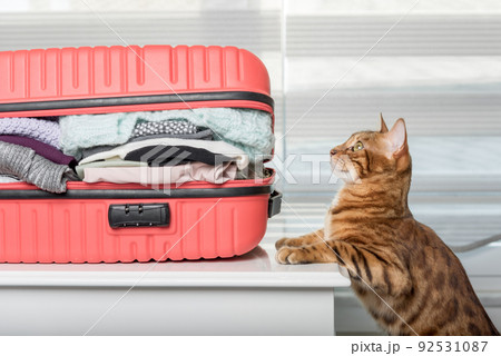 Ginger cat next to a suitcase full of clothes and things to relax. 92531087