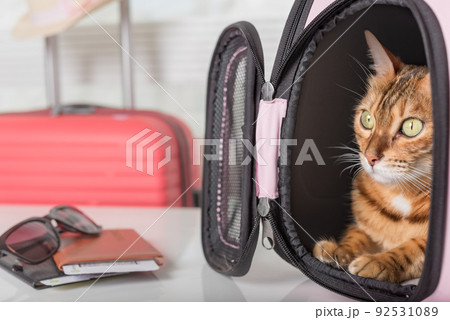 The cat sits in a carrying bag and waits for a trip. 92531089