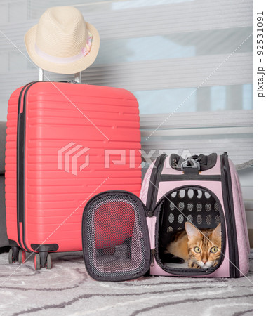 The domestic cat lies in a carrier next to the suitcase. The domestic cat lies in a carrier next to the suitcase. 92531091