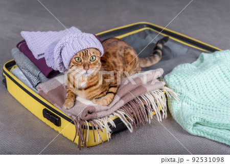 A cat in a hat in a suitcase with warm clothes. 92531098
