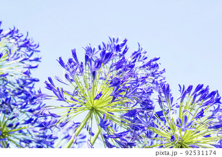アガパンサス　ムラサキクンシラン　夏の花　夏イメージ 92531174