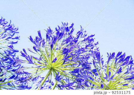アガパンサス　ムラサキクンシラン　夏の花　夏イメージ 92531175