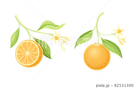 Bright Orange Citrus Fruit Tree Branch with Blooming Blossoms Vector Set Bright Orange Citrus Fruit Tree Branch with Blooming Blossoms Vector Set 92531300