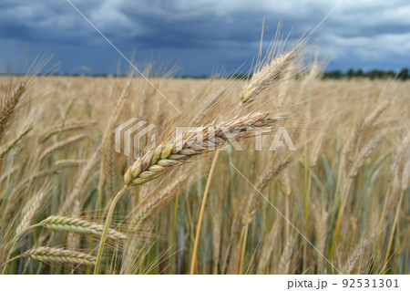 Wheat field on July before harvesting. Agricultural landscape with wheat field and storm clouds in sky. Powerful blue clouds before a storm on field with yellow wheat. Selective focus. Rural scene 92531301