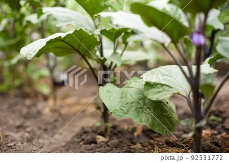 fresh organic homegrown eggplant in the garden 92531772