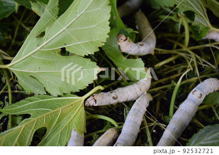 カイコ 桑の葉 養蚕場 92532721