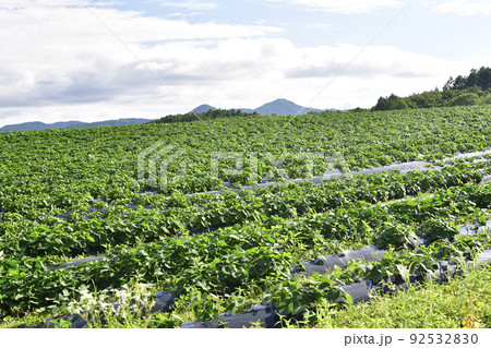 夏の北海道厚沢部町で青々と葉が茂ったサツマイモ畑の風景を撮影 92532830