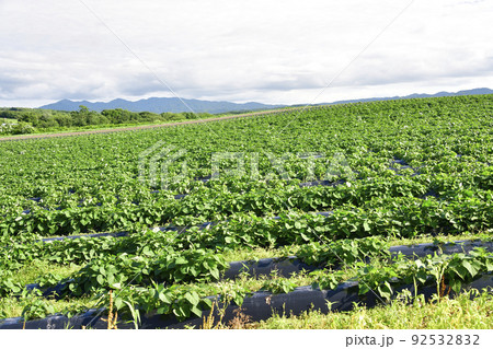 夏の北海道厚沢部町で青々と葉が茂ったサツマイモ畑の風景を撮影 92532832