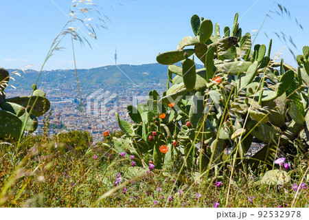 Prickly green cactus grows on lush meadow grass on sunny day 92532978
