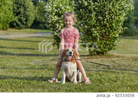 little white girl is playing with a beagle dog. photo shoot in summer on the street 92533056