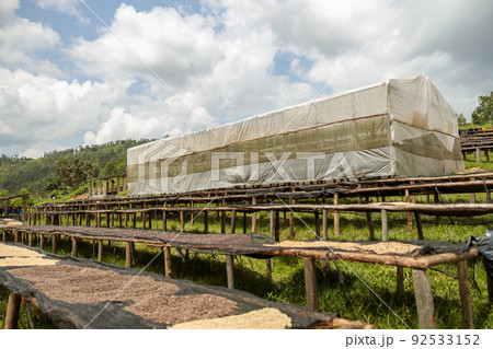 Many drying rack with coffee beans during natural drying 92533152