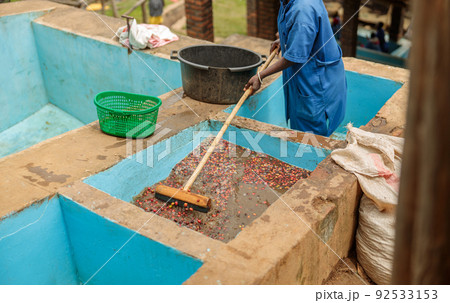 Red berries coffee bean process by small machine at farm Red berries coffee bean process by small machine at farm 92533153