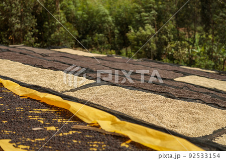 Different stages of drying coffee beans on a farm 92533154
