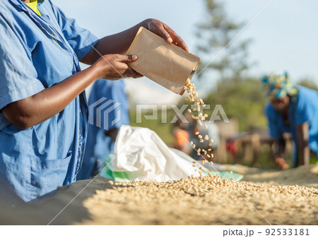 Cropped photo of farm worker pouring coffee beans from a bag 92533181
