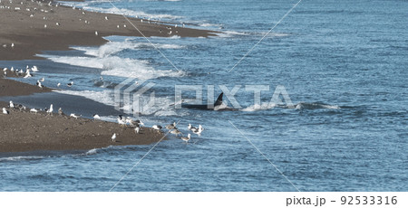 Orca hunting, Patagonia Argentina Orca hunting, Patagonia Argentina 92533316
