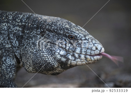 Argentine Black and white Tegu Lizard,Pantanal,Brazil Argentine Black and white Tegu Lizard,Pantanal,Brazil 92533319