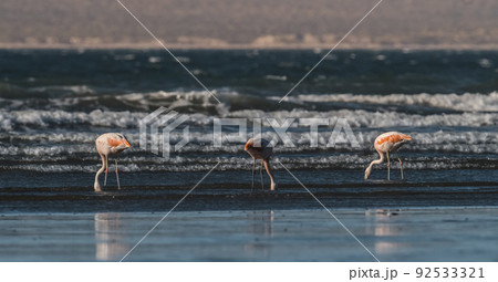 Flamingos feeding on a beach,Peninsula Valdes, Patagonia, Argentina Flamingos feeding on a beach,Peninsula Valdes, Patagonia, Argentina 92533321