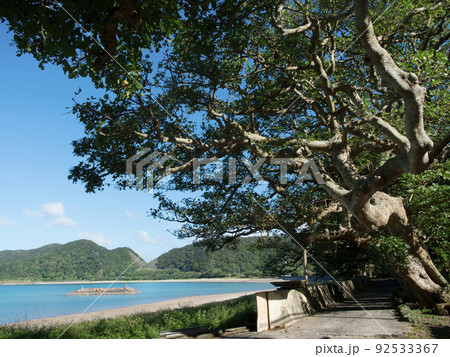 諸鈍デイゴ並木 加計呂麻島 諸鈍デイゴ並木 加計呂麻島 92533367