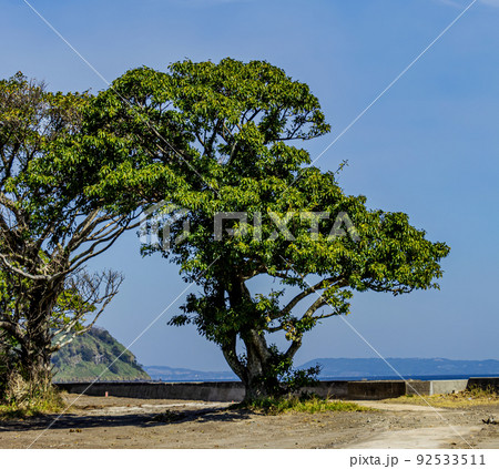 A single, green-leaved tree. 92533511